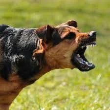 perro_bravo
