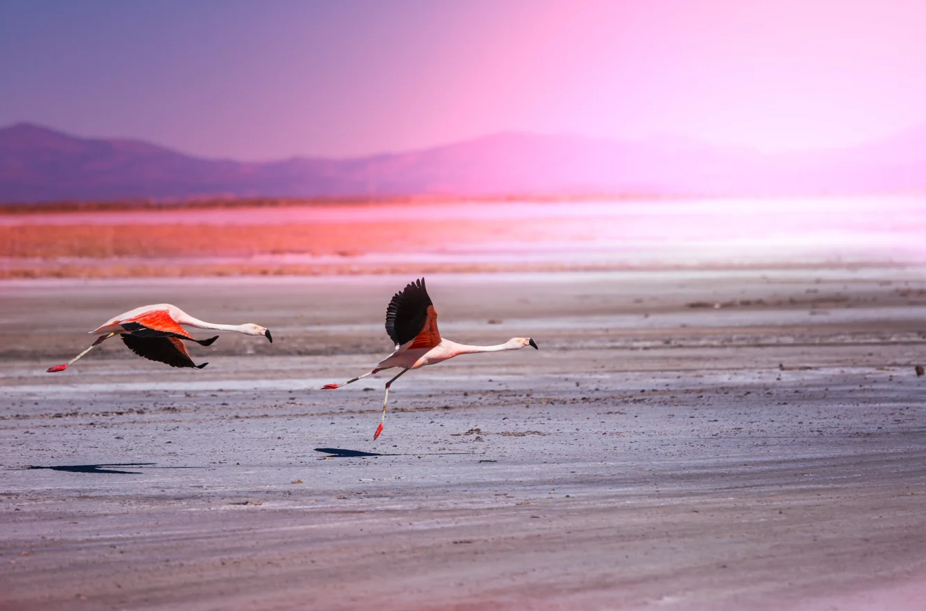 Salar_de_Atacama
