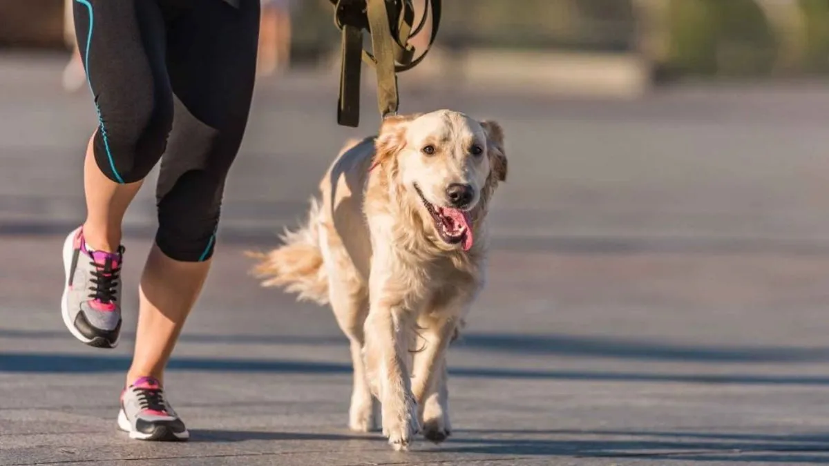 paseo_mascotas