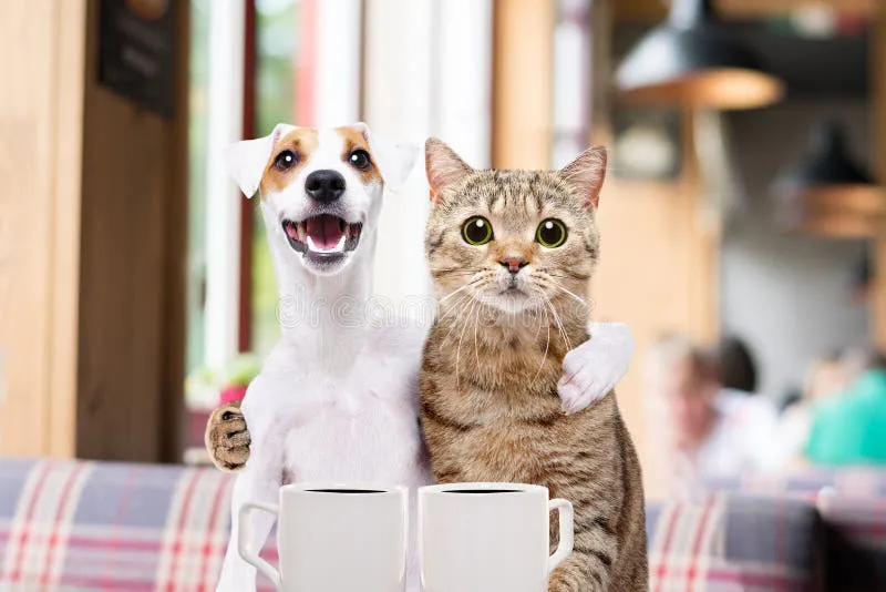 cute-dog-cat-sitting-embracing-over-cup-coffee-cafe-cute-dog-cat-sitting-embracing-cafe-170289917