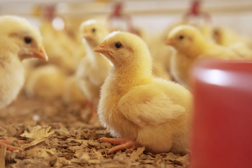 Poultry_13580_hi_240dpi