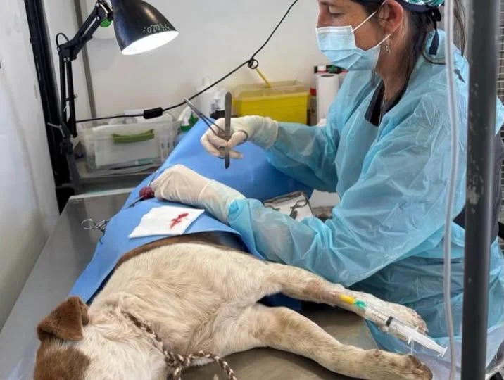 esterilización Turi_Ayquina