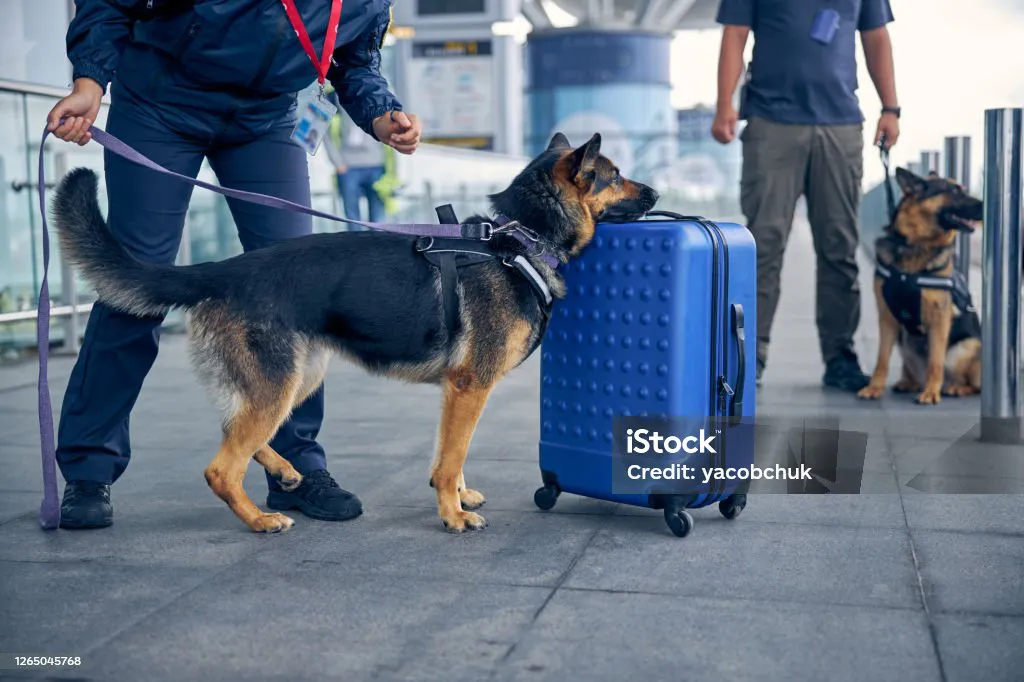 perros revisan equipaje