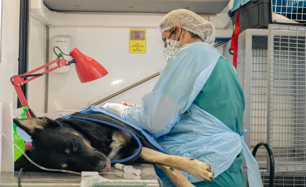 esterilizacización mascotas