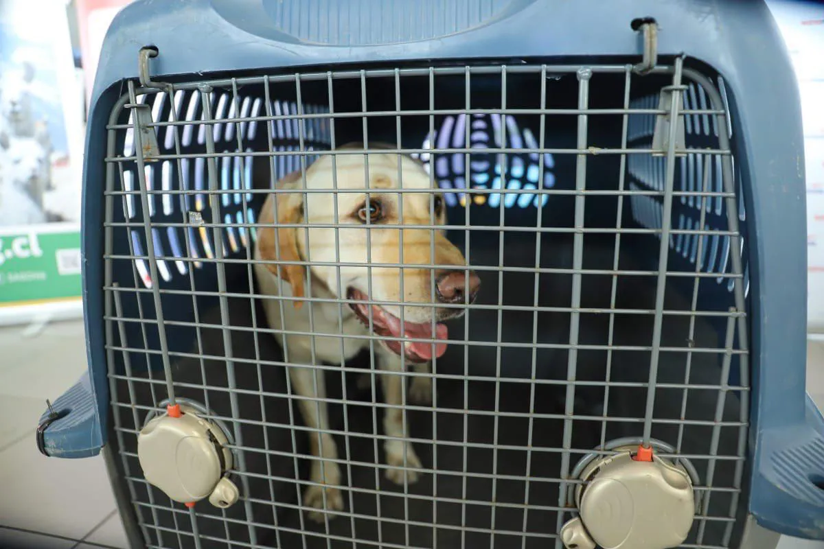 Mascota viajera