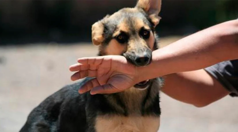 Mordeduras de perros