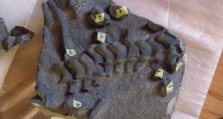 plesiosaurio-750x400