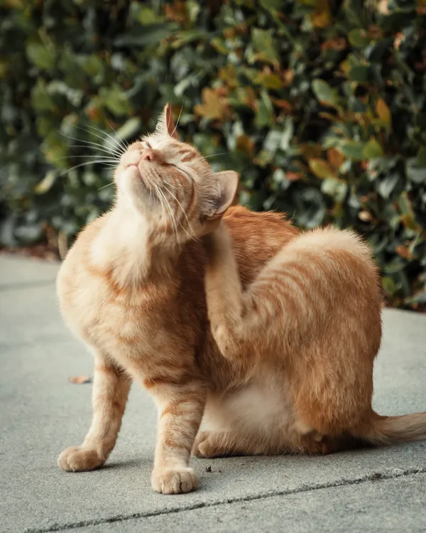 gato_picazón
