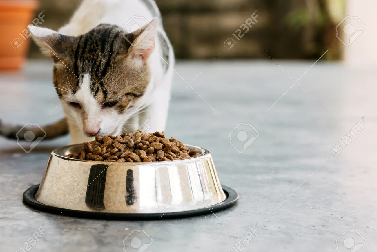 210413339-close-up-of-a-domestic-cat-eating