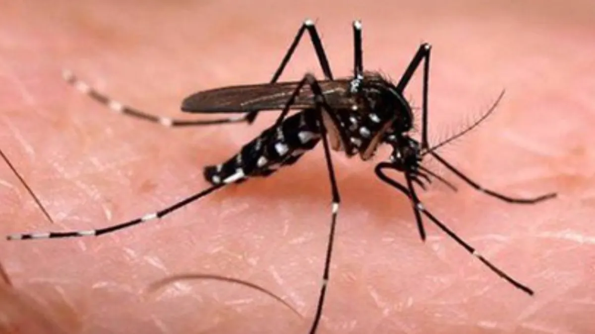 el-mosquito-aedes-aegypti-transmisor-chikungunya-y-dengue