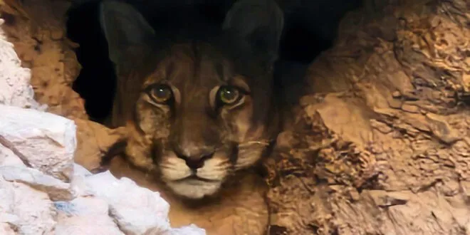 puma_ayquina-660x330~2