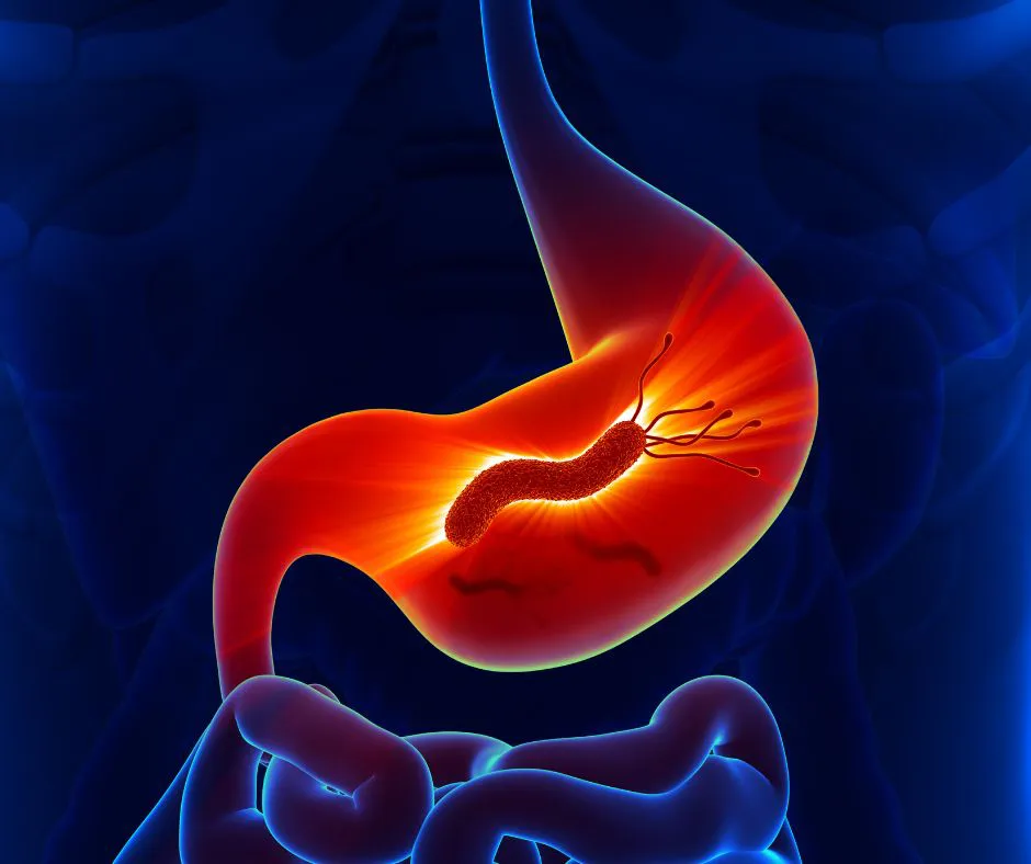 Mucosa H Pilori